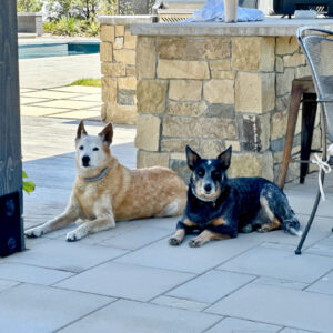 Dogs 