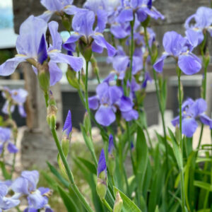 Iris